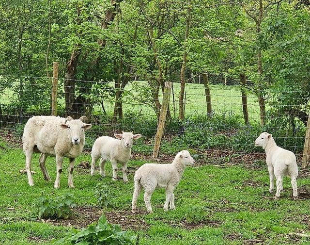 Update on our Fostered Lambs